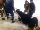 Спасатели Первоуральска спасли лосиху, которая провалилась под лед