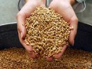 Минсельхоз России ожидает экспорт зерна в 2015 году на уровне 25 млн тонн