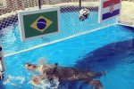Черепаха по кличке Большая Голова предсказала победу сборной Бразилии в матче открытия ЧМ-2014