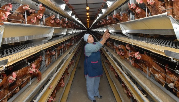 Первоуральская птицефабрика загрязнила лес на миллион рублей Первоуральская птицефабрика загрязнила лес на миллион рублей