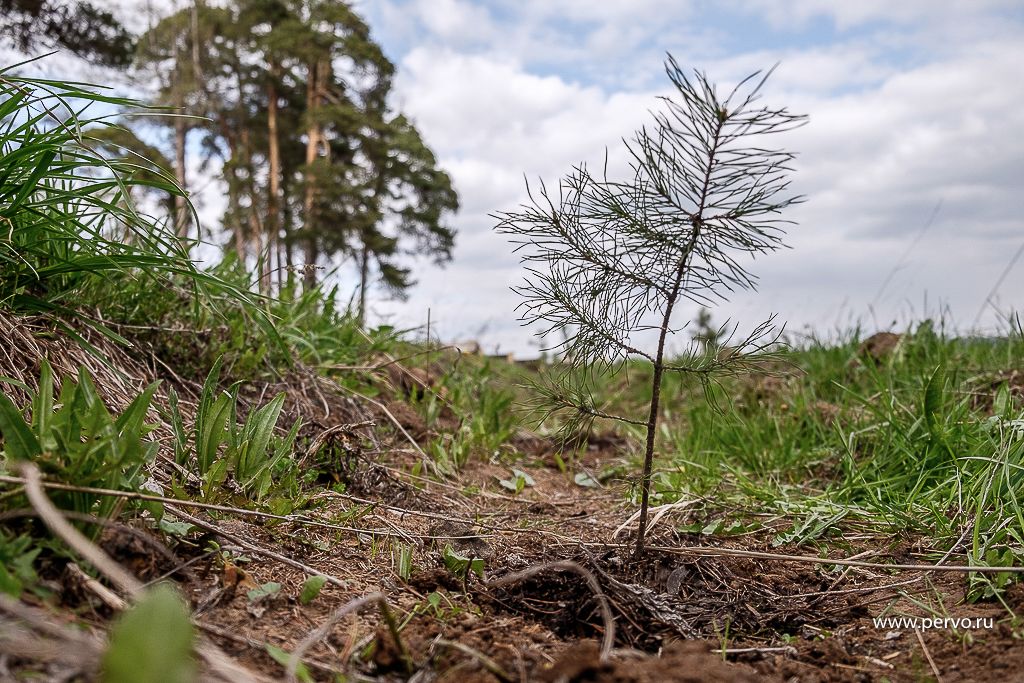 «Сад памяти» появится в Билимбаевском лесничестве