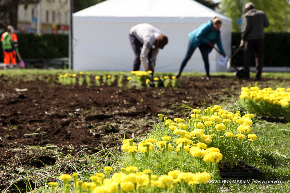 Летом в Первоуральске расцветет 46 тысяч цветов
