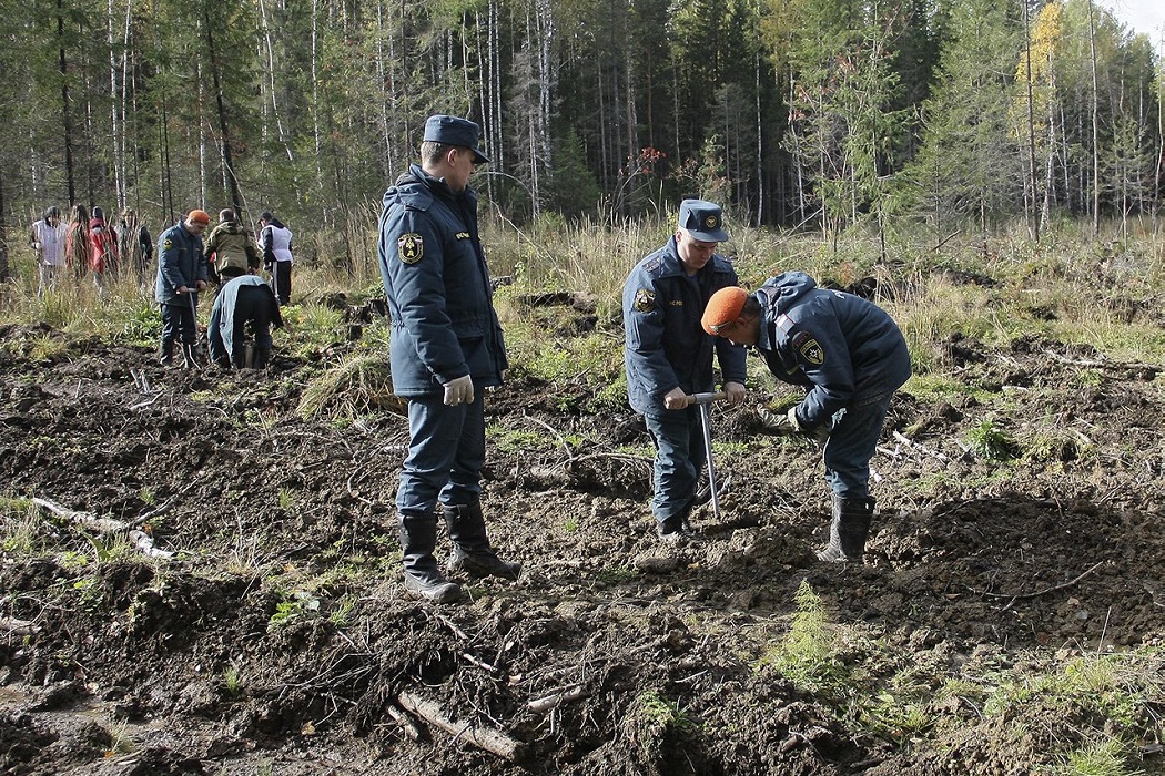 В рамках акции «Живи, лес!» высадили 8 тысяч саженцев