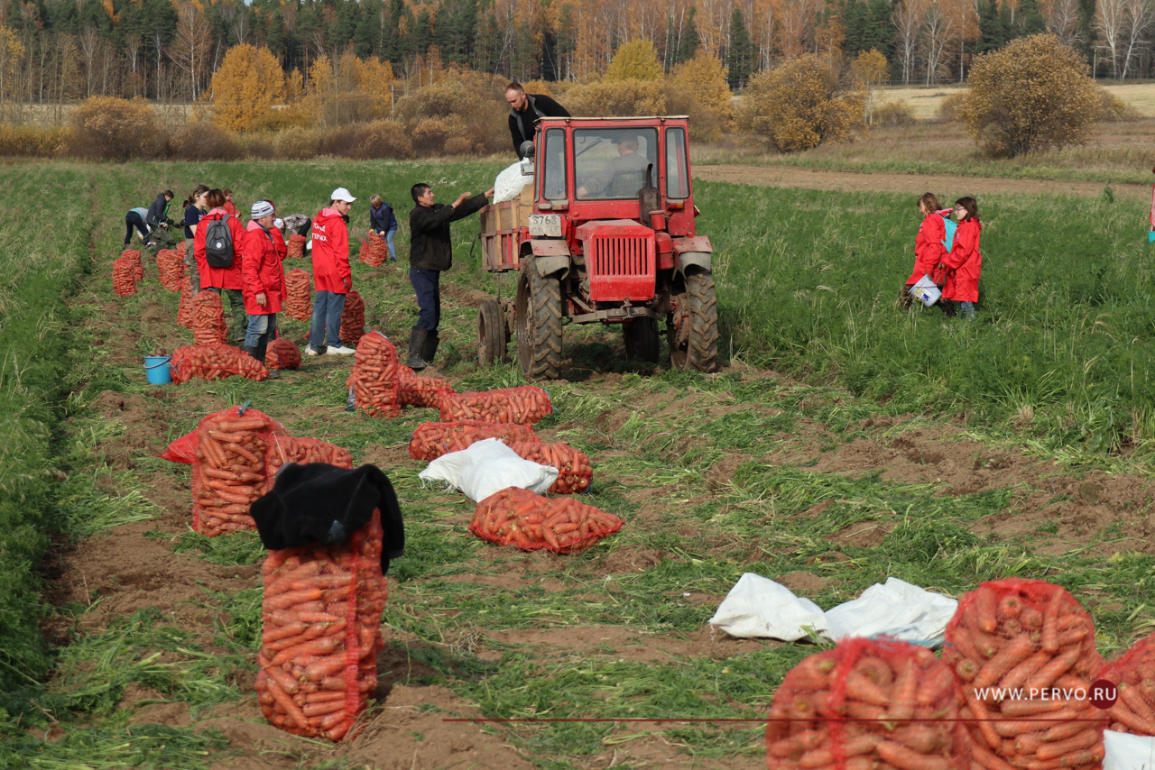 Миссия выполнима: «Город первых» спас две тонны моркови