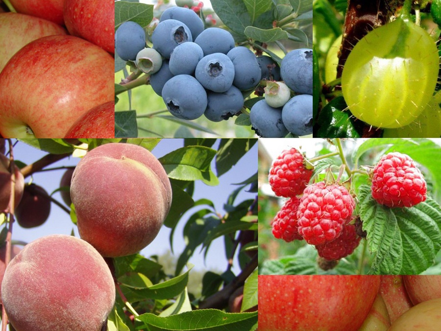Могут ли фумиганты защитить плодово-ягодные культуры от насекомых-вредителей