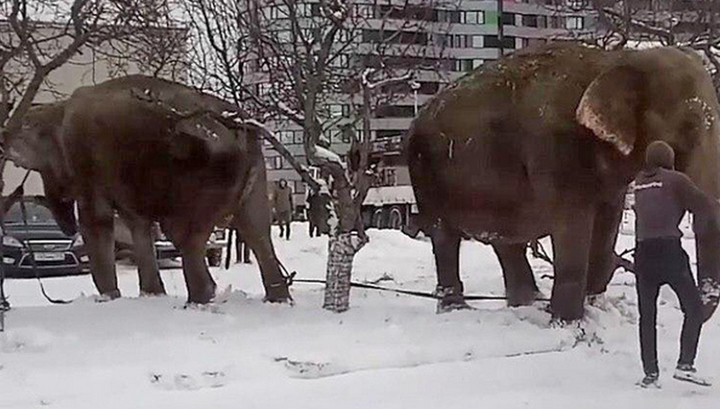 В Екатеринбурге слон ушел из цирка и начал валяться в снегу