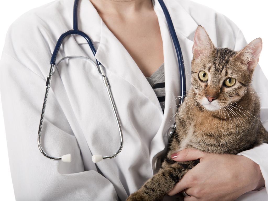 Причины и виды заболеваний сердца у кошек