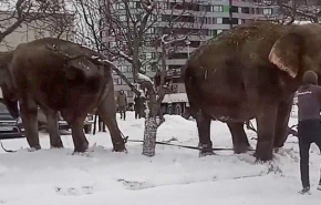 В Екатеринбурге слон ушел из цирка и начал валяться в снегу