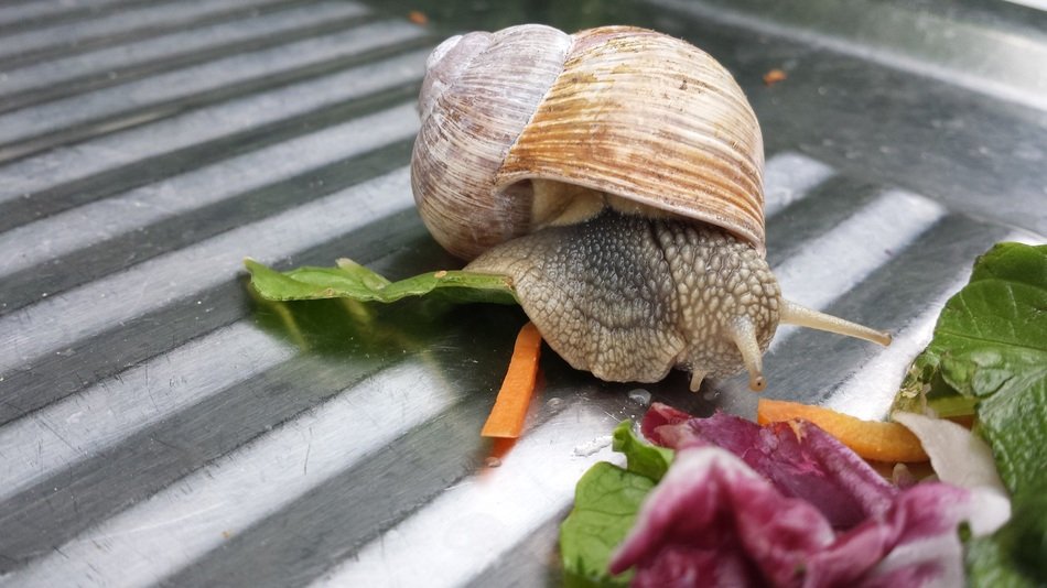 Натуральные и экологически чистые улитки от Snails House
