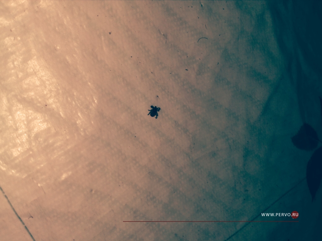 В Первоуральске клещи покусали семь человек