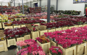 Как торговать розами и выбрать хорошего поставщика: особенности цветочного бизнеса
