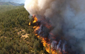 Площадь лесных пожаров в России увеличилась на 5 тысяч гектаров за сутки