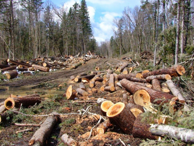 «Черных лесорубов» уничтоживших деревья на девять миллионов, отправили под суд