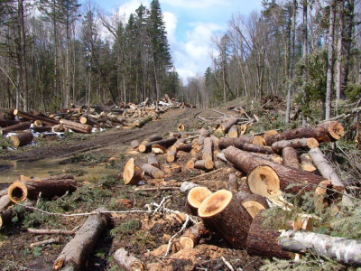 Минприроды Свердловской области заявило о незаконной вырубке лесов под Первоуральском