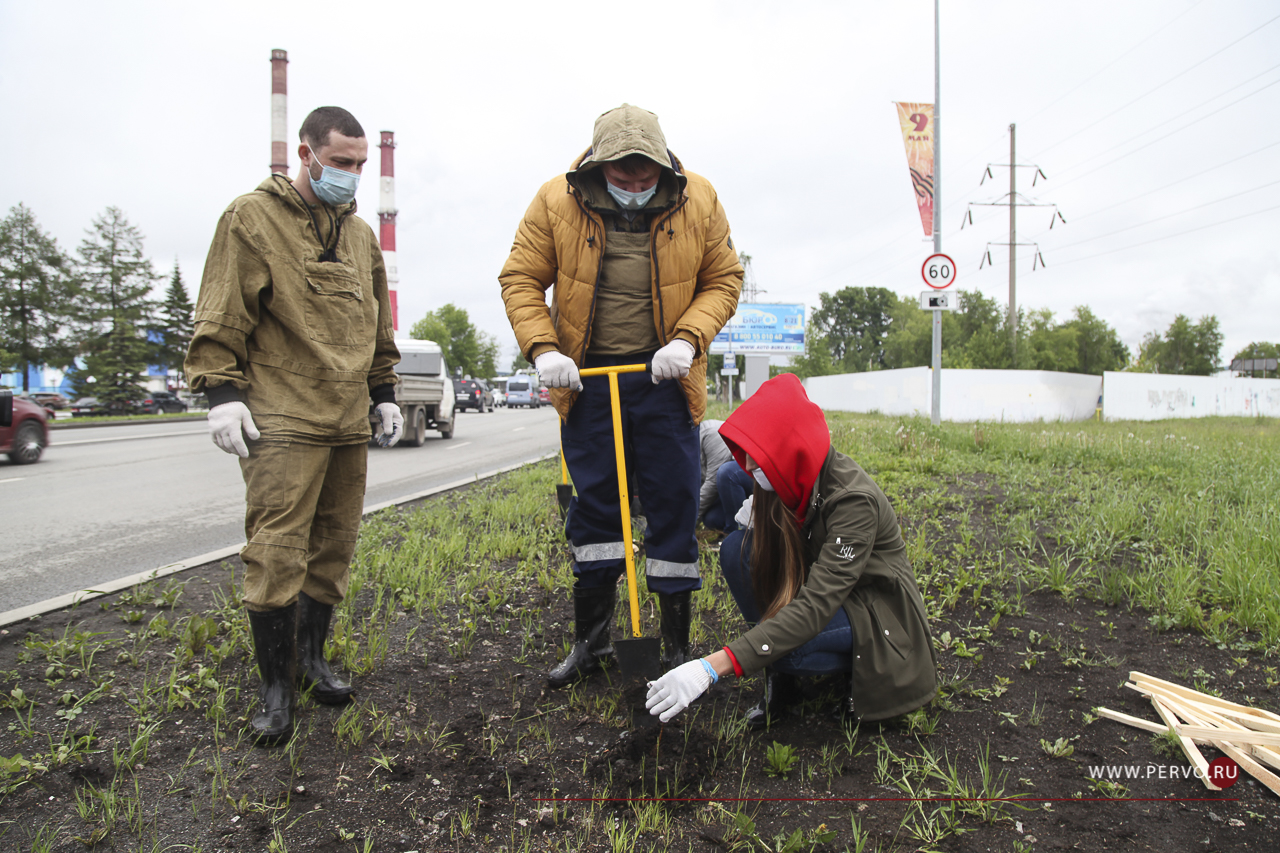В Первоуральске высадят две тысячи дубов