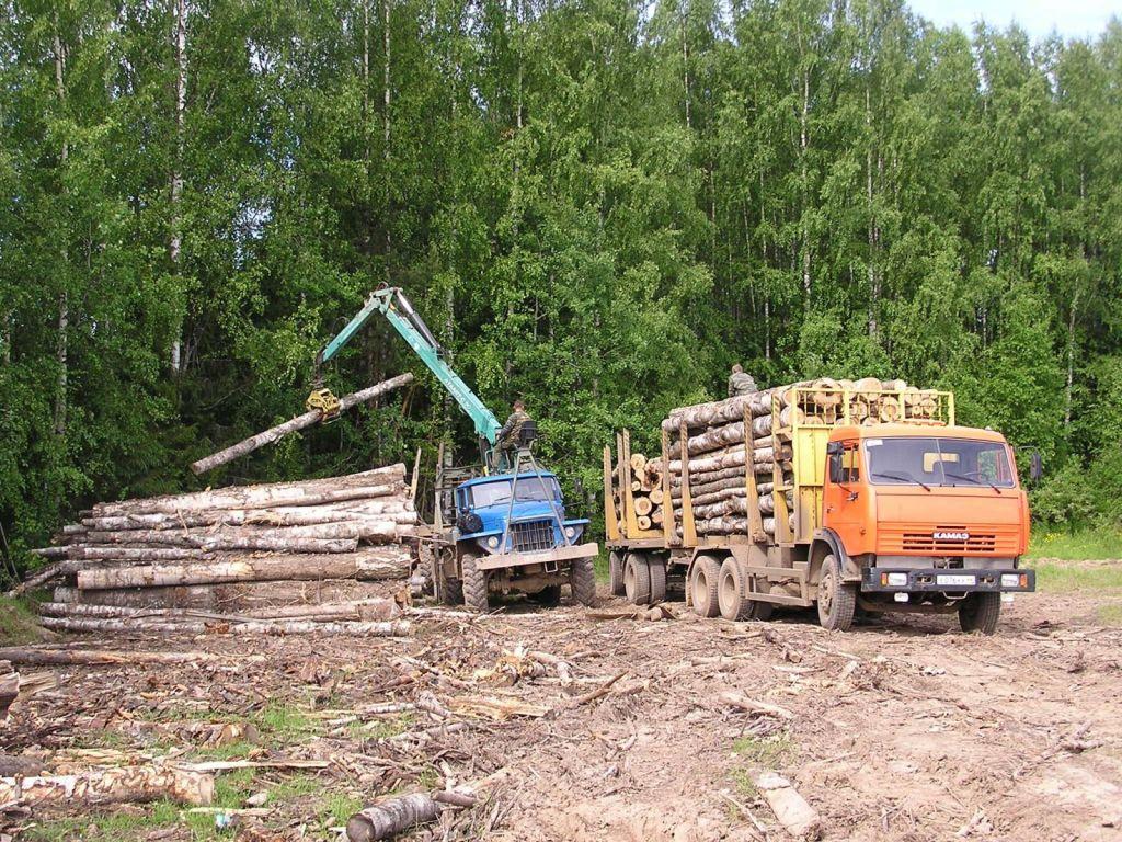 По требованию прокуратуры арендаторы погасили задолженность за пользование лесными участками