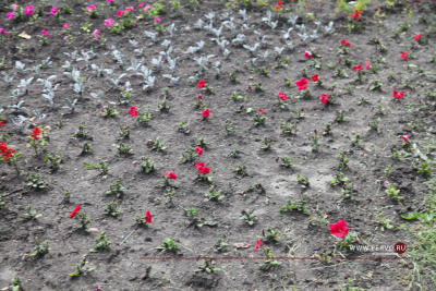 В четырех районах Первоуральска подрядчик провалил высадку цветов
