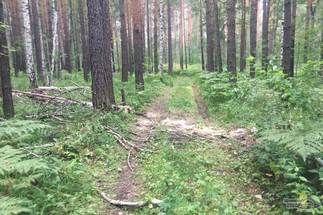 На Среднем Урале расследуют смерть полицейского в лесу