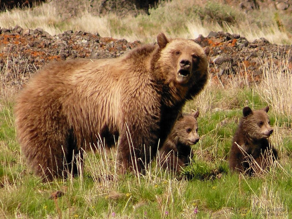 Губернатор разрешил отстрелять почти пятьсот медведей