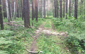На Среднем Урале расследуют смерть полицейского в лесу