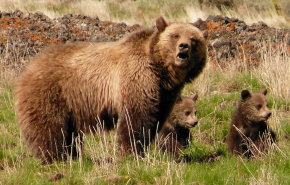 Губернатор разрешил отстрелять почти пятьсот медведей
