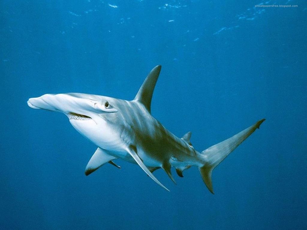 Биологи обнаружили акулу, которая «пряталась» 122 года