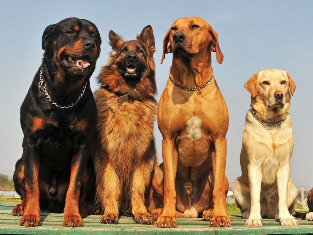 Все породы собак с фото на сайте Doge.ru