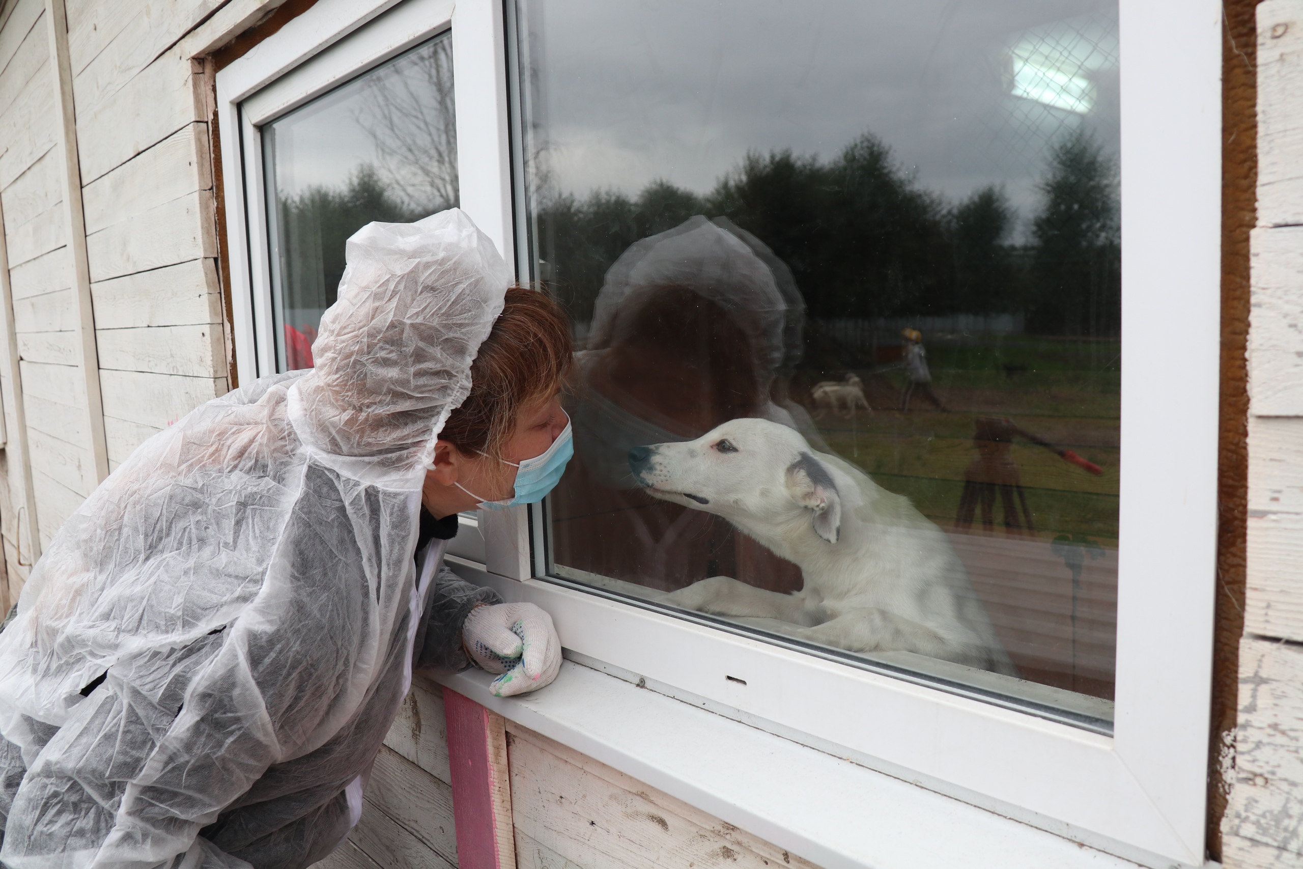 Приют для животных первоуральск динасовское. Приют для собак. Общество защиты животных. Первоуральский приют для бездомных животных. Первоуральский приют для бездомных животных.