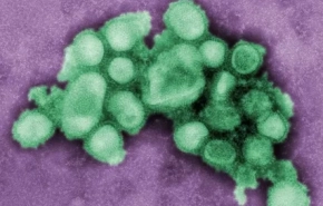 Ученые назвали ткань, на которой деградирует коронавирус