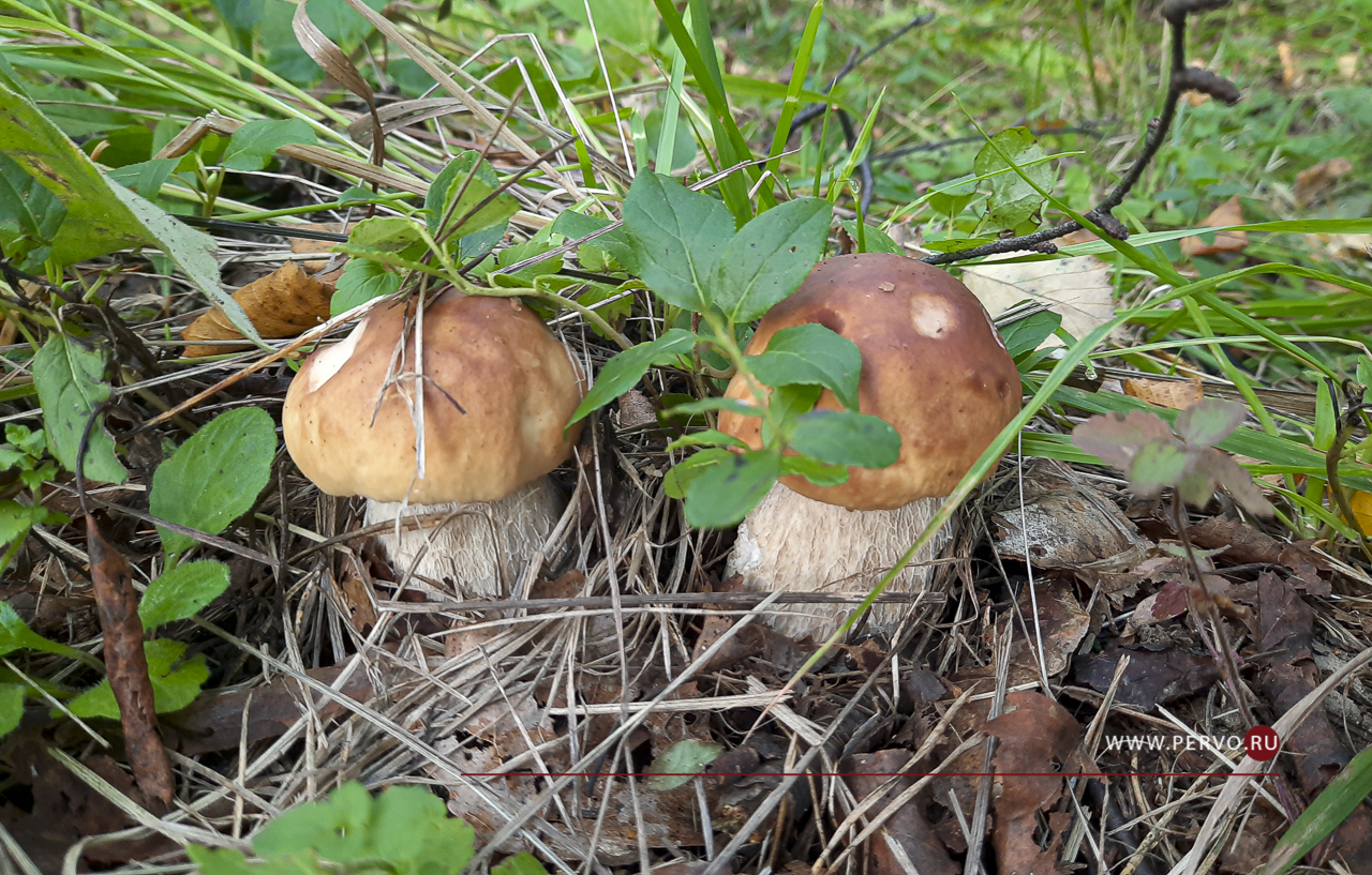 С начало года 23 грибника потерялись в лесах Первоуральска