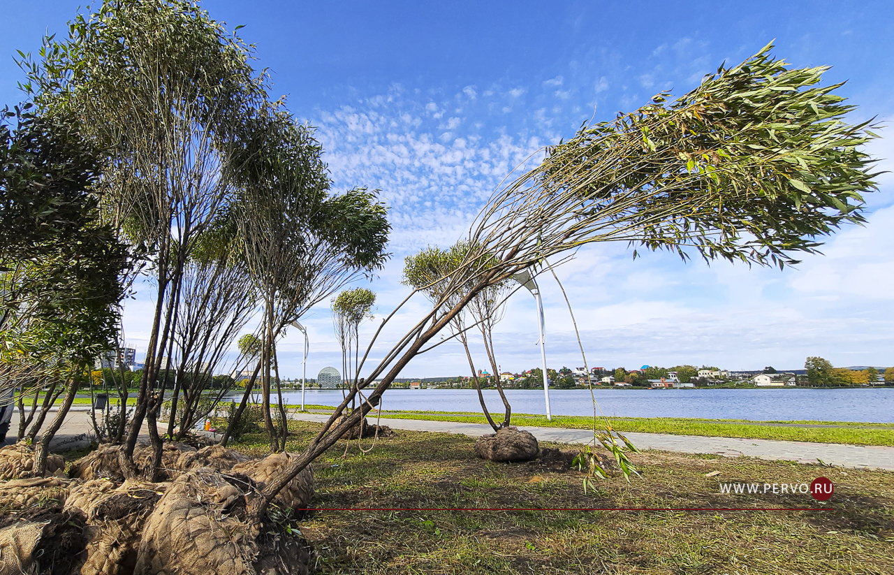 На набережной Первоуральска высаживают шаровидные ивы
