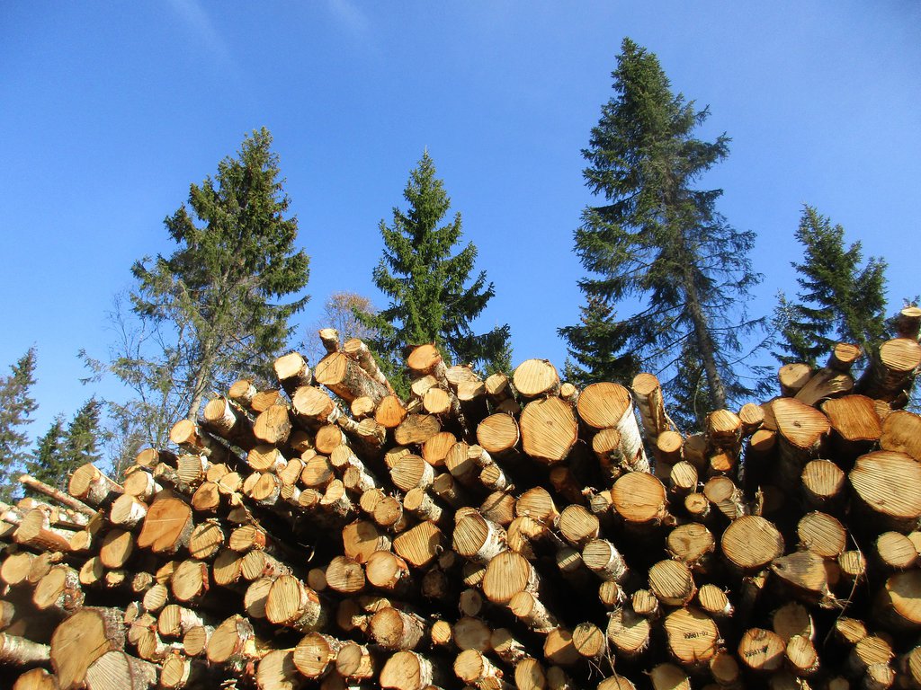 Экологическая безопасность деревообработки: социальная ответственность бизнеса растет