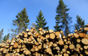 Экологическая безопасность деревообработки: социальная ответственность бизнеса растет