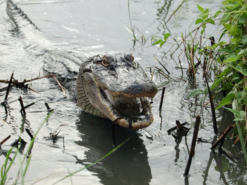 Браконьер выловил из реки на Алтае крокодила