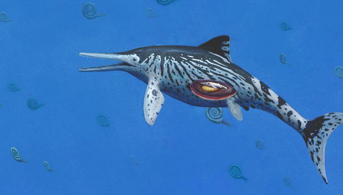 На острове Русском обнаружили останки ихтиозавра