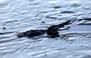 В протоке реки Обь на Ямале выявили нефтяное пятно