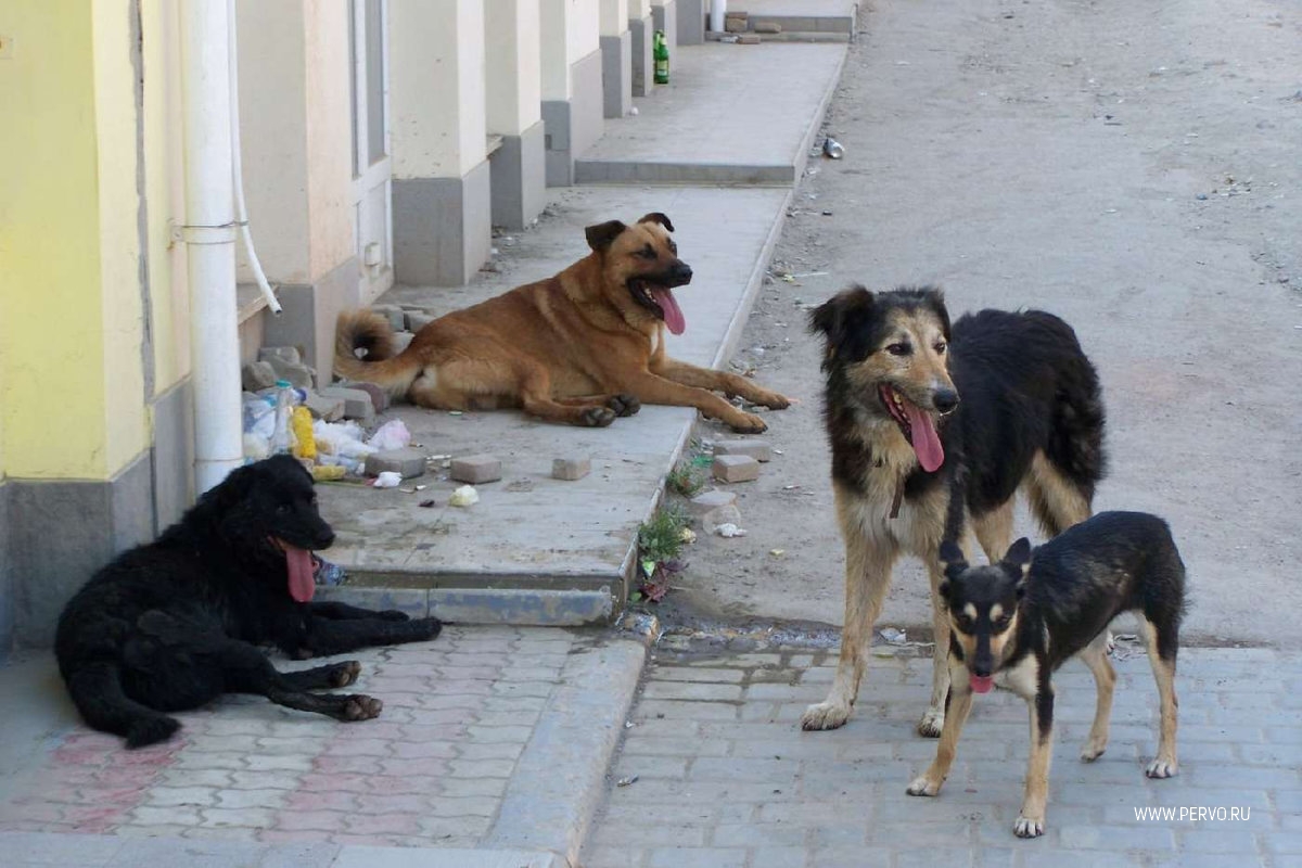 В Первоуральске отловят более 850 безнадзорных собак