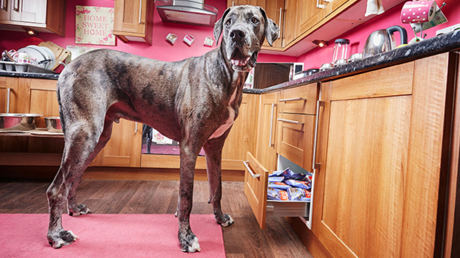 Умерла самая высокая собака в мире
