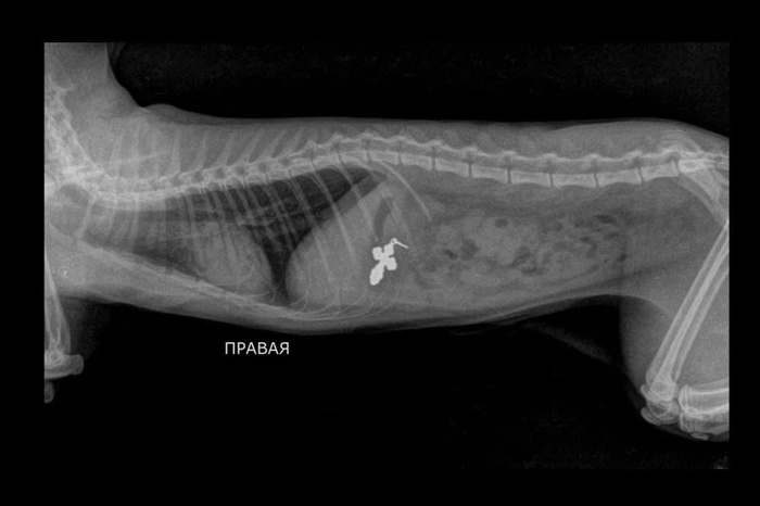 Первоуральские ветеринары спасли котенка, который проглотил крестик