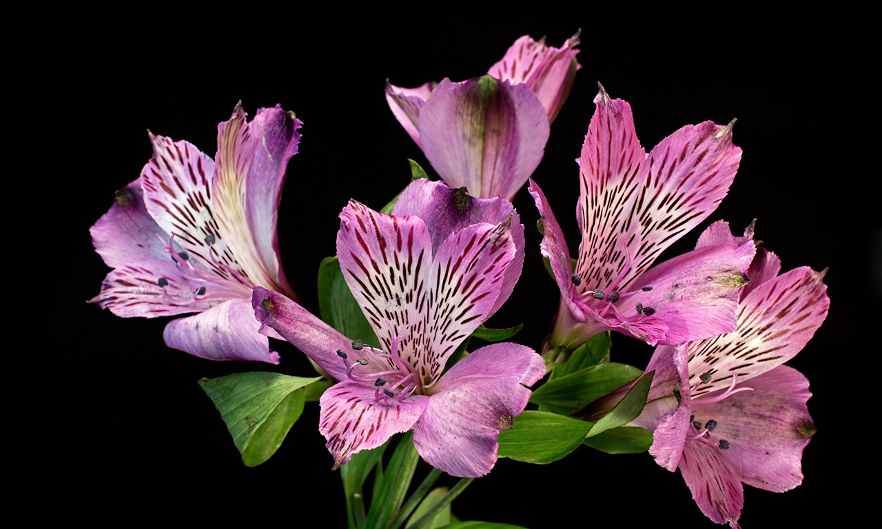 Экзотические цветы с доставкой по Первоуральску в ярких композициях