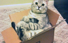 Ученые обнаружили любовь кошек к воображаемым коробкам