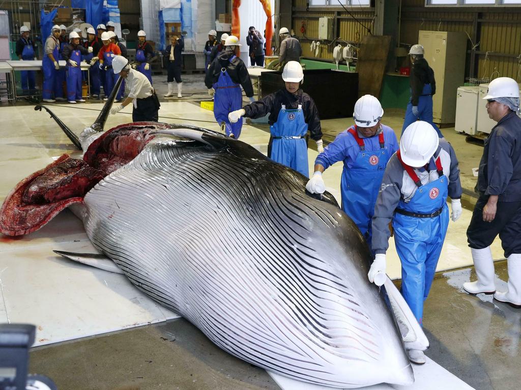 В этом году Норвегия добыла рекордное число китов – 575 особей