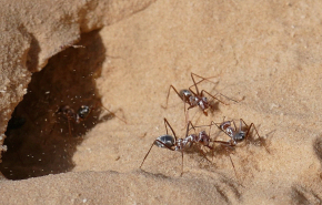 Ученые раскрыли секрет сверхсилы муравьиных забов
