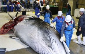 В этом году Норвегия добыла рекордное число китов – 575 особей
