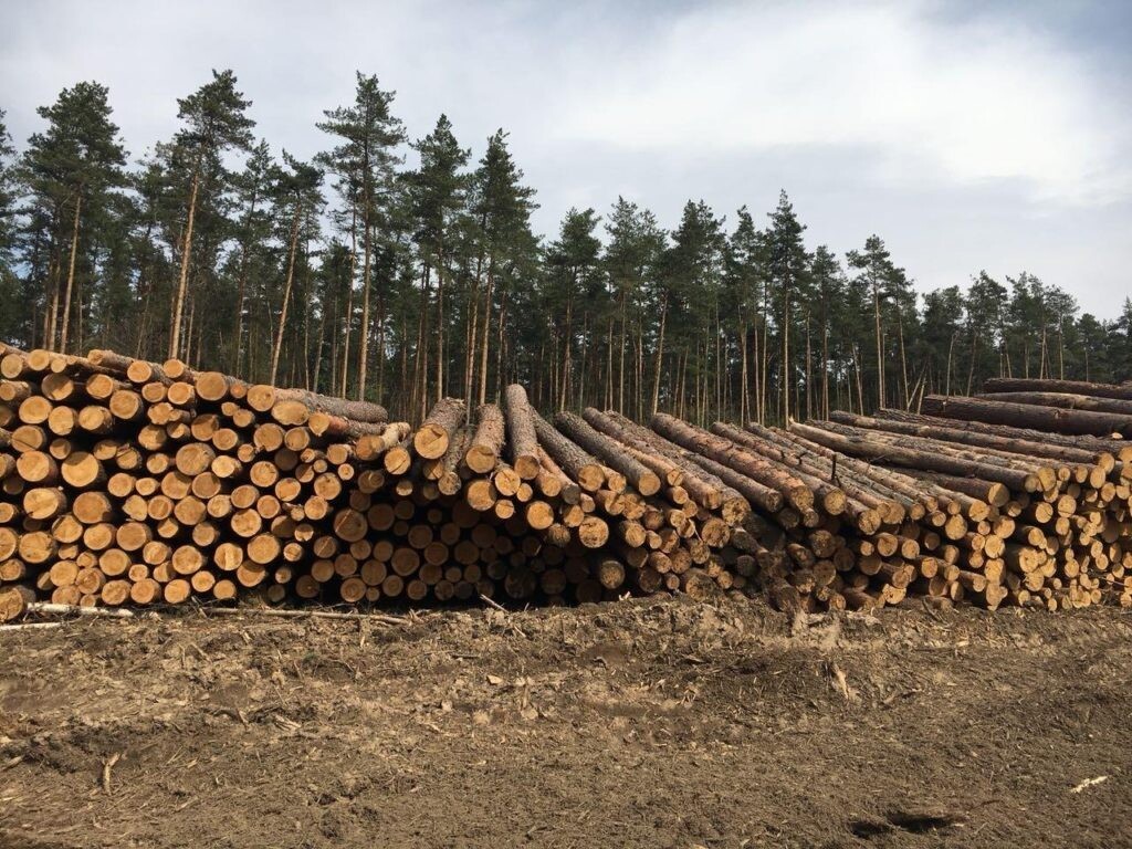 России редложили увеличить поглощающую способность лесов втрое