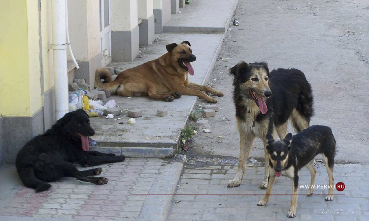 В городском округе отловят 1000 безнадзорных собак