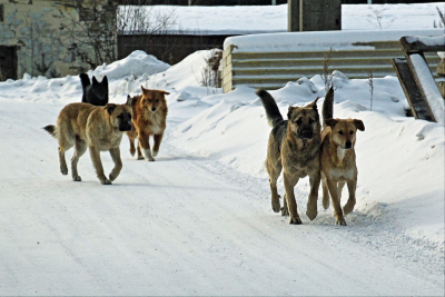 Куйвашев поручил стерилизовать в Первоуральске всех бродячих собак за две недели