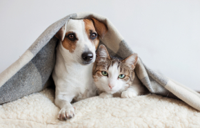 Пищевая аллергия у кошек и собак