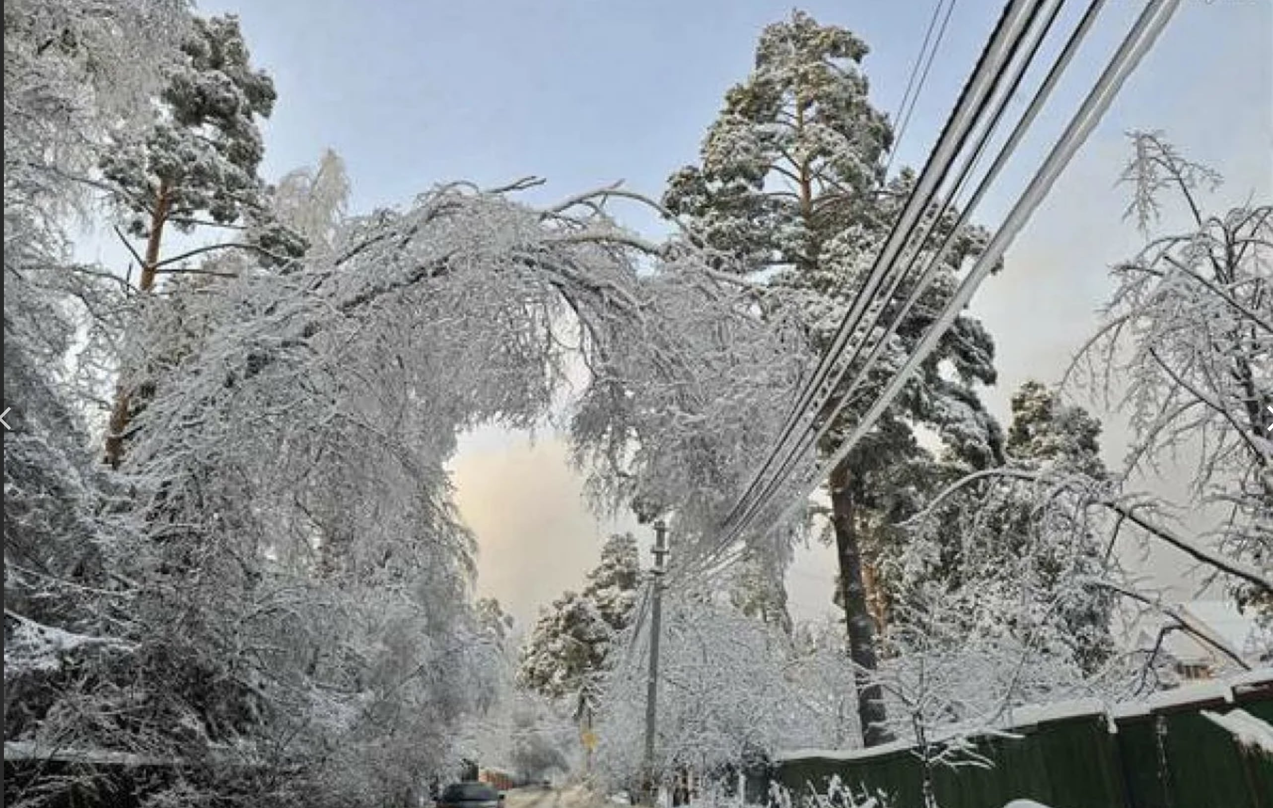 мокрый снег на деревьях. снег на деревьях в саду. пушистый снег. мокрый снег на деревьях. налипание мокрого снега.