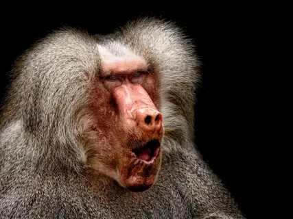 Оспа обезьян: что нужно знать и стоит ли её бояться?